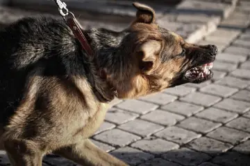 12 Critical Steps to Take Immediately After a Dog Bite on Someone’s Property
